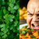 cilantro taste perception differences