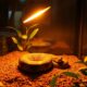 top heat lamps for pythons