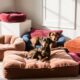 ultimate comfort dog beds