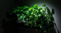 indoor plants for low light