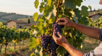 La Vendemmia Is Coming: What Italy's Grape Harvest Means and Where to Live It