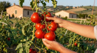 10 Best San Marzano Tomatoes in 2026